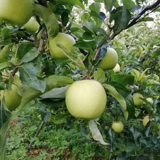威宁县 老树青苹果