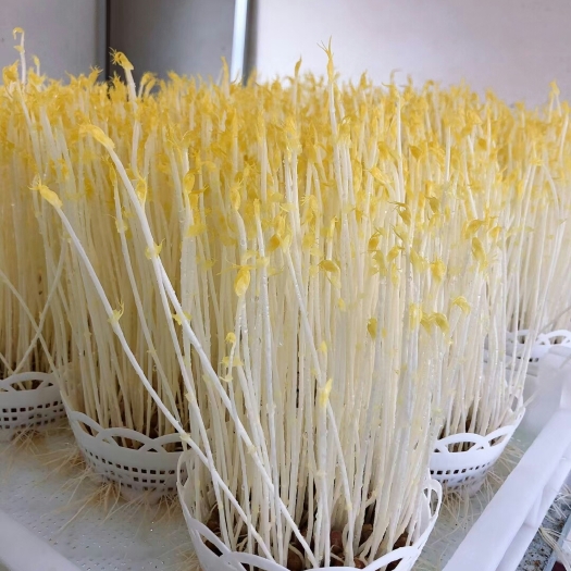 宿迁豌豆苗 无土栽培芽苗菜