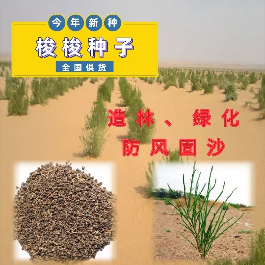 隆德县梭梭种子  优质林木梭梭树种子沙漠人参多年生盐木琐琐防风固沙喜光耐高温
