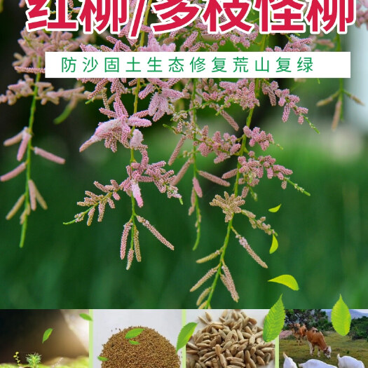 长沙柳树种子 红柳怪柳林灌木种子行道绿化园林景观乔木西湖柳蚂蚁森林红柳树种