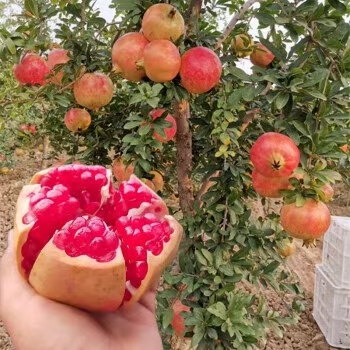 南涧县 自家果园石榴，绿色天然种植无农药化肥，树上采摘。