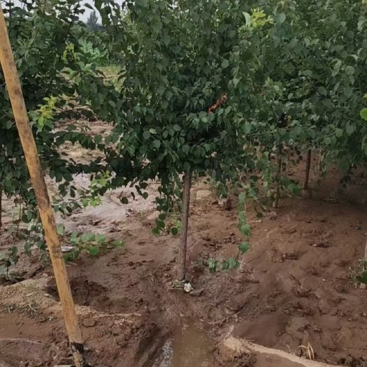 博野县山杏苗 3-4公分美植袋山杏！大量出售中！质优价廉，品质有保障