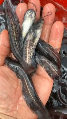 博罗县鲶鱼苗  塘鲺鲶鱼塘角鱼大口