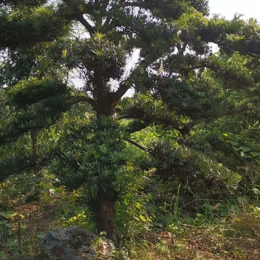 金华出售200棵罗汉松，已做过造型，种了15年
