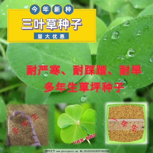 长沙三叶草种子  草坪种子白三叶牧草饲草红三叶环境绿化美化花籽庭院绿化种子