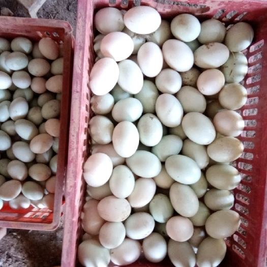 玉林红心鸭蛋  鸭蛋，红心青壳蛋鸭蛋，自家养殖