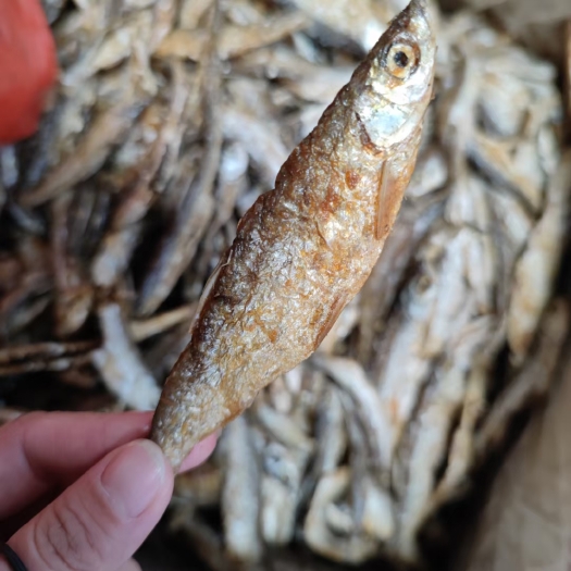 广州油炸小河鱼干 开肚/不开肚小白条 翘嘴鱼 餐条鱼