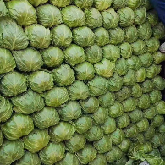 邯郸中甘系列  甘蓝品种齐全，颜色绿，货量足