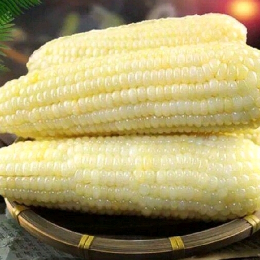 蛟河市糯玉米  粘玉米，自家种，仅限蛟河