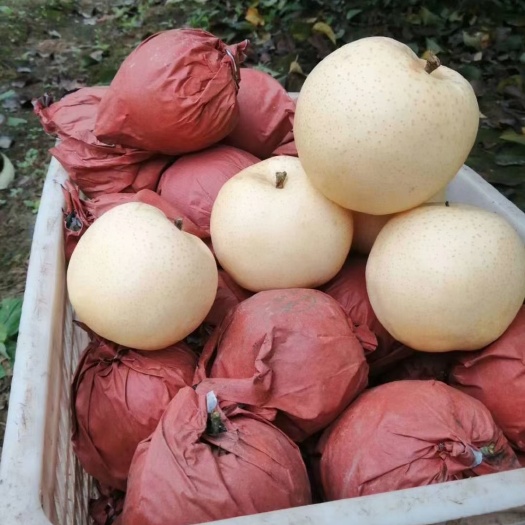 方城县河南博望黄金梨，自家果园