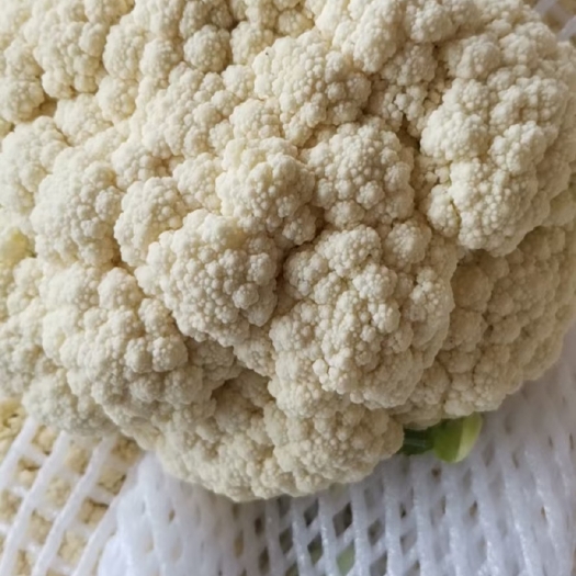 邯郸白花菜花 松散 河北省邯郸市丛台区 1~2斤