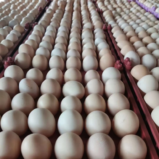 四川成都鲜鸡蛋 普通红心白心鲜鸡蛋360枚