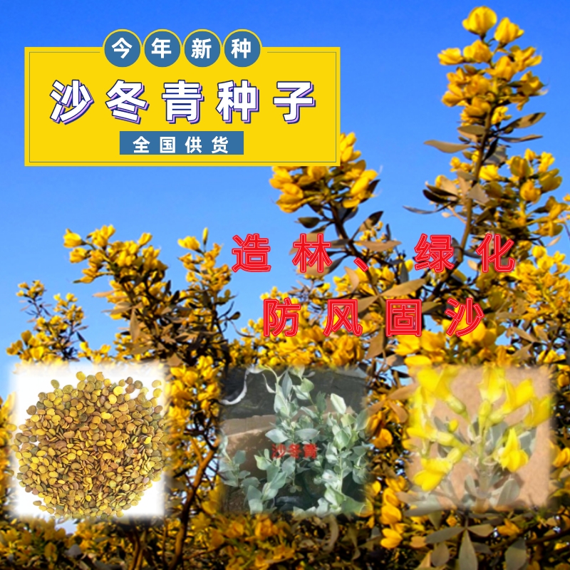 长沙冬青种子 林灌木种子蒙古沙冬青常绿抗旱黄花木蚂蚁森林沙冬青树育苗种子供