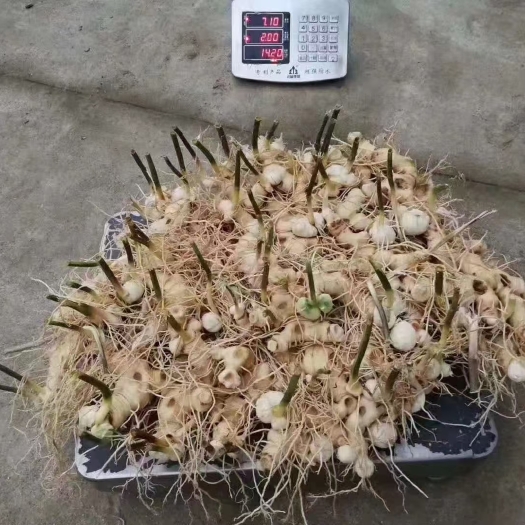营山县黄精种苗  姜形黄精  黄精 姜型黄精 高杆黄精 一手货源
