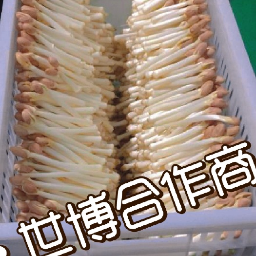 辽阳县 无土裁培芽苗菜花生芽