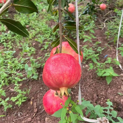 会理市 突尼斯软籽石榴