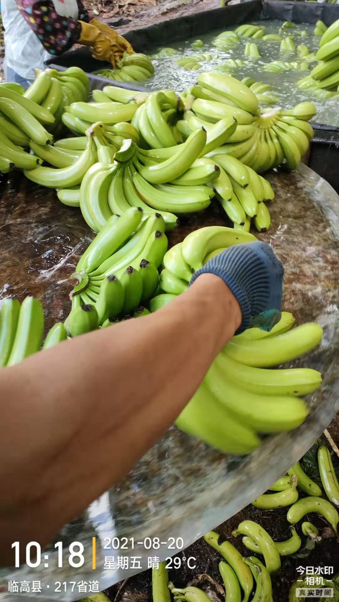  产地香蕉