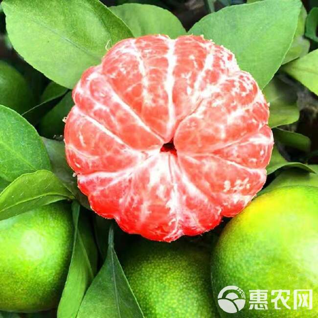 蜜桔  湖北特早蜜橘，个大皮薄，口感酸甜适中，入囗即化无渣，