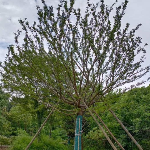 句容市移栽单杆朴树