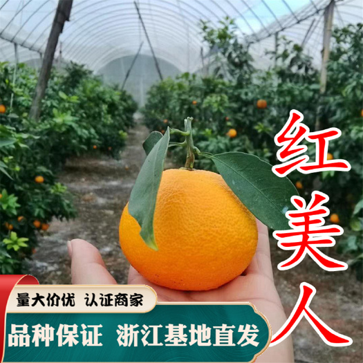 红美人柑桔苗 爱媛28号柑桔苗爱暖28号爱媛38号柑桔红美人