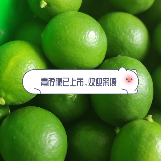 漳州尤力克柠檬 大量青柠檬已上市，2两/4两左右，需要联系