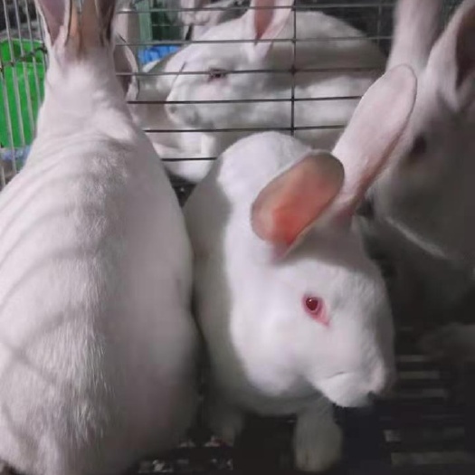 襄垣县肉兔 兔子