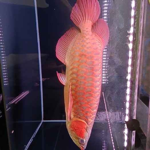 佛山热带鱼  印尼辣椒小红龙