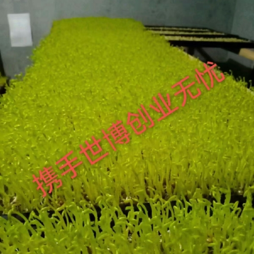 广州 鲜嫩多汁豌豆苗