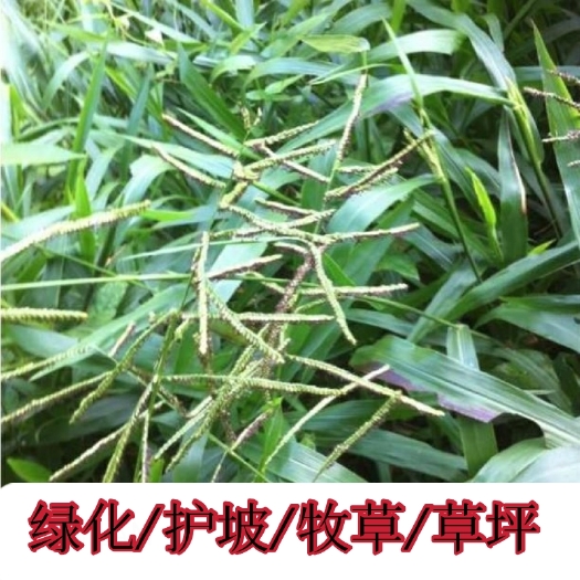 南平雀稗种子  2021宽叶雀稗草种多年生植株 绿化护坡 畜牧