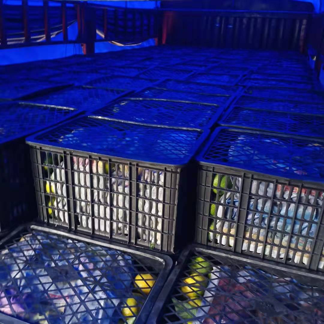 资阳特早蜜桔，酸酸甜甜，品质千年。