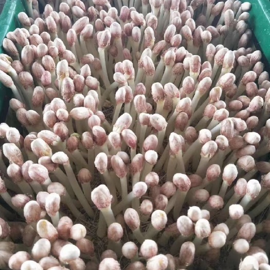 辽阳县 无土裁培芽苗菜花生芽