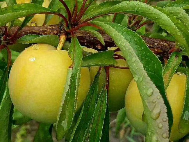 五月脆李苗  青脆李.蜂糖李.五月脆.李子苗