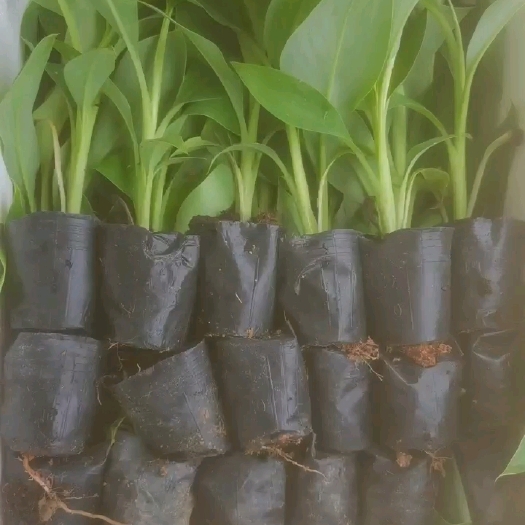 南宁金粉一号香蕉苗      宝岛香蕉苗， 南天皇香蕉苗  ，红