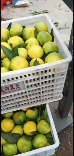 资阳特早蜜桔，酸酸甜甜，品质千年。