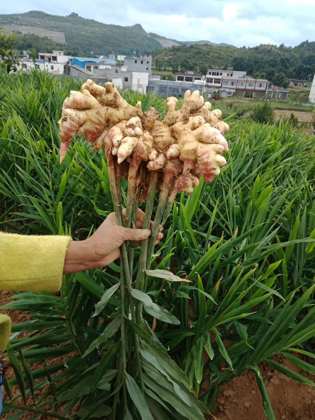 二黄姜 安顺出售生姜100万斤