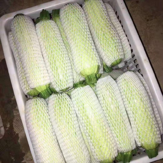 弥勒市云南新鲜绿皮西葫芦
