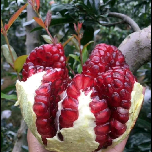 永胜县自家果园突尼斯软籽石榴