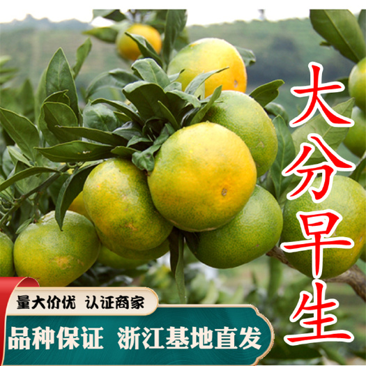 大分一号柑桔苗 大分早生特早熟蜜桔苗大分一号温州蜜桔苗