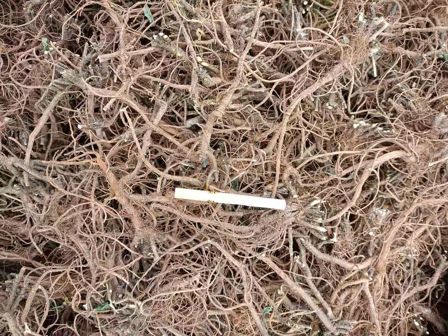 柴胡45元每斤，量大的来，可长期供货，寻实力厂家
