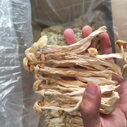 襄樊广昌5号茶树菇 茶树菇