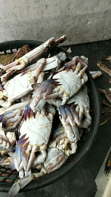 温岭市三点蟹  新鲜梭子蟹，远海梭子蟹，全部都挑好发货，个个肥