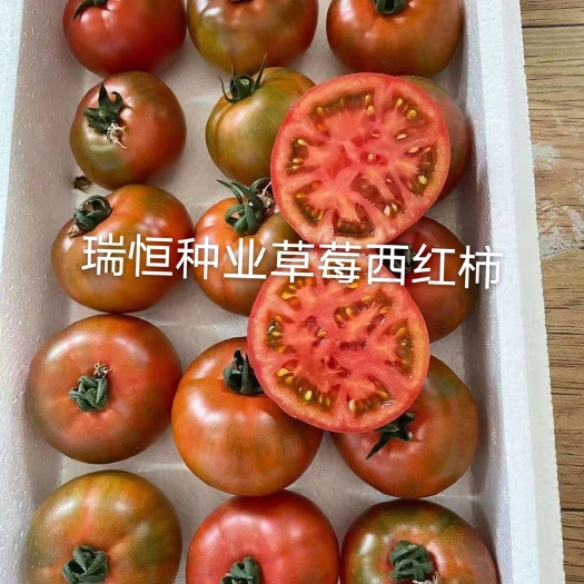 寿光市草莓西红柿苗子，铁皮柿子苗，绿肩、绿腚西红柿苗子