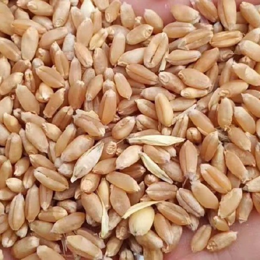 荆门红麦  2021小麦