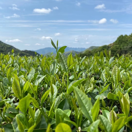 梅州高山绿茶500克装明前绿茶高山云雾茶梅州绿茶嘉应茶客家特产