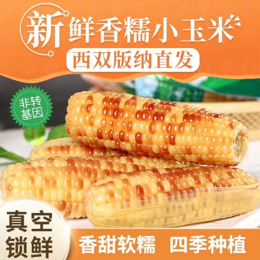 景洪市花糯玉米 云南西双版纳  爱尚傣糯  甜糯小玉米紫玉米真空