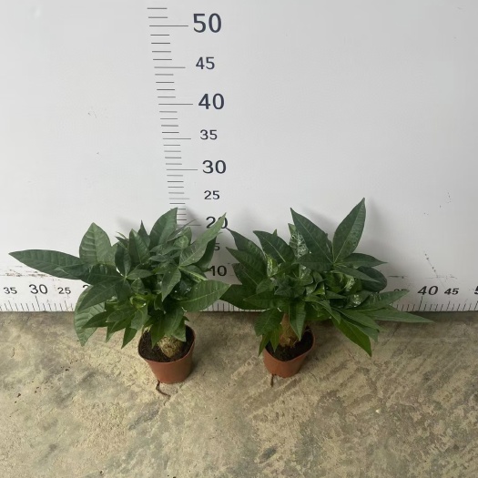 广州辫子发财树  90规格发财树
