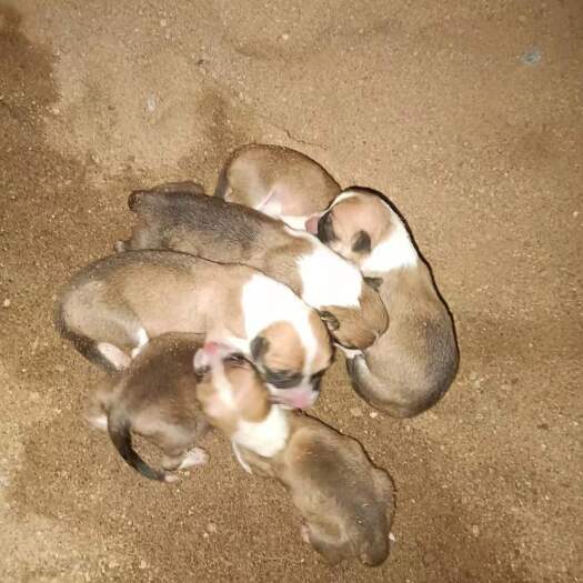 邢台柯基犬 柯基宝宝一窝，待售？