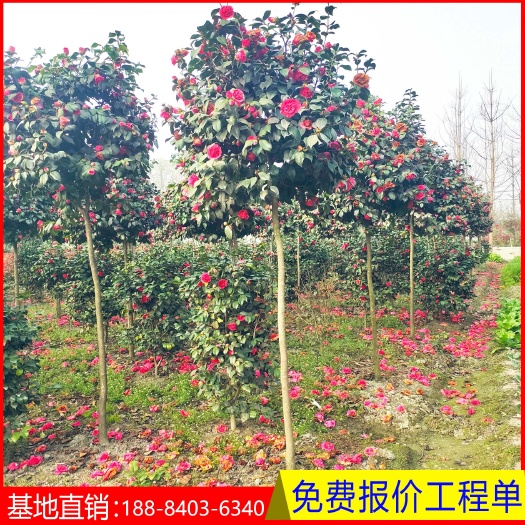 成都茶花树  红花茶花树苗 庭院绿化 工程用苗规格齐全