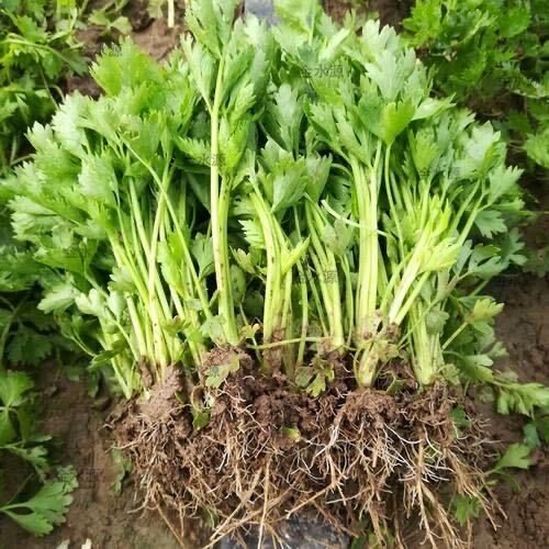 砀山县芹菜苗，有法国皇后，美国西芹，保质保量，成活率高
