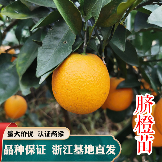 长沙出售优质正品纽荷尔脐橙苗 嫁接苗 脐橙苗